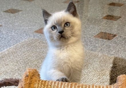 Unsere BKH Katze hat am 15.04.22 fünf gesunden Kitten