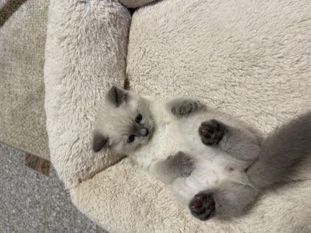 Unsere BKH Katze hat am 15.04.22 fünf gesunden Kitten