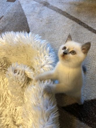 Unsere BKH Katze hat am 15.04.22 fünf gesunden Kitten