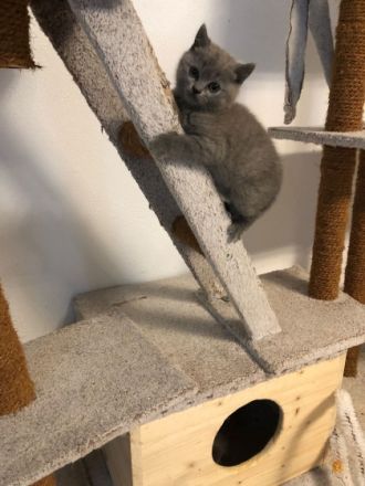 Unsere BKH Katze hat am 15.04.22 fünf gesunden Kitten