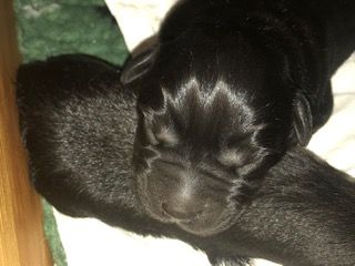 Unsere 3 Musketiere sind geboren. Es sind 2 Rüden und 1