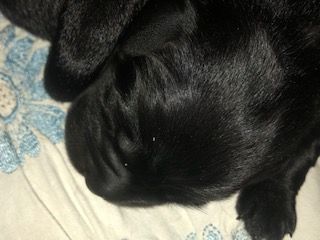 Unsere 3 Musketiere sind geboren. Es sind 2 Rüden und 1