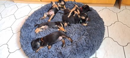 Der Terrier Zwinger "von den Border-Geistern" meldet: