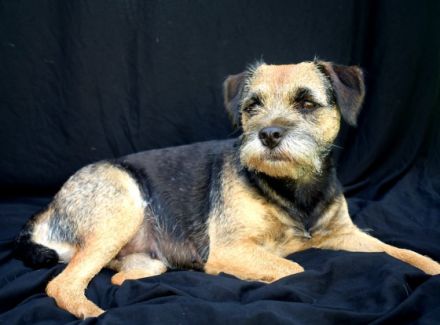 Der Terrier Zwinger "von den Border-Geistern" meldet: