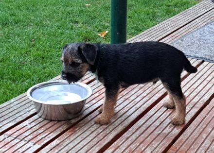 Der Terrier Zwinger "von den Border-Geistern" meldet: