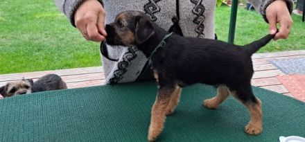 Der Terrier Zwinger "von den Border-Geistern" meldet: