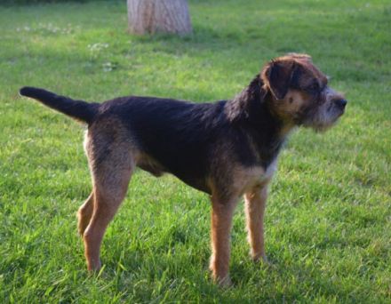 Der Terrier Zwinger "von den Border-Geistern" meldet: