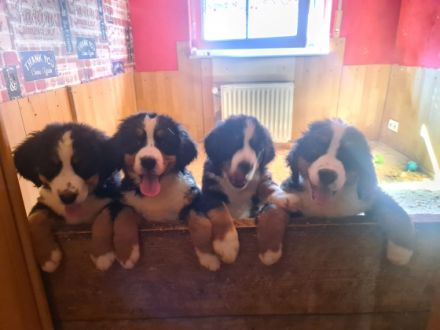 Wir suchen für unsere Bernersenne Welpen noch neue