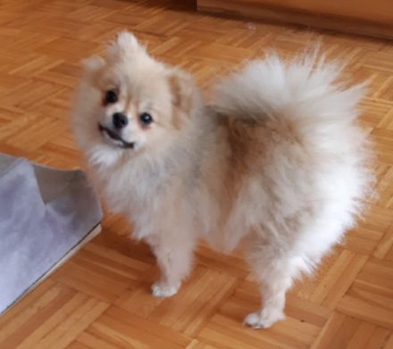 Jenny, Eine süße kleine Zwergspitz Hündin Farbe Creme