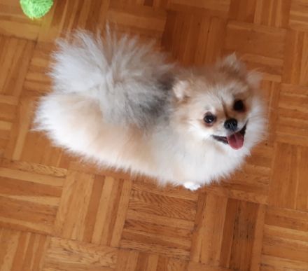 Jenny, Eine süße kleine Zwergspitz Hündin Farbe Creme