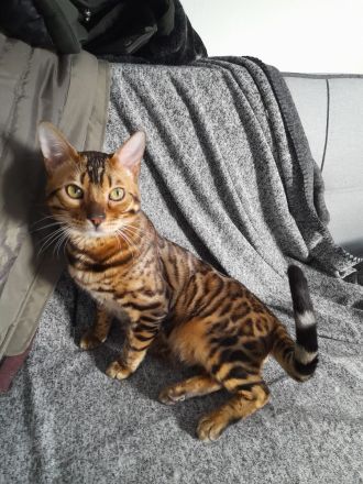 2x Bengalkater  1 Jahr