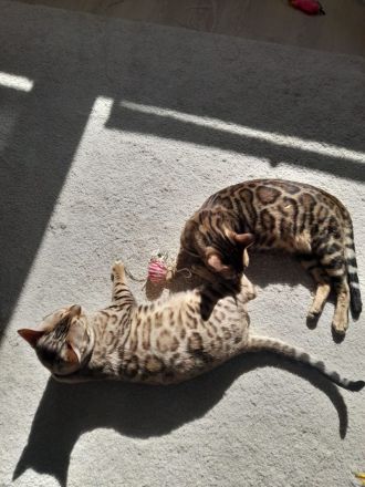 2x Bengalkater  1 Jahr