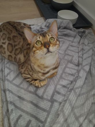 2x Bengalkater  1 Jahr
