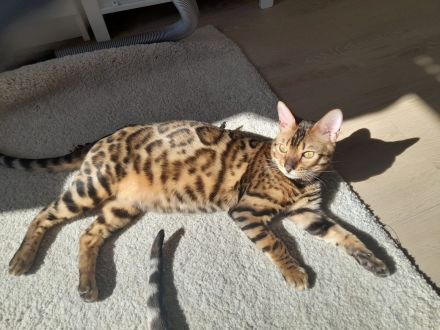 2x Bengalkater  1 Jahr