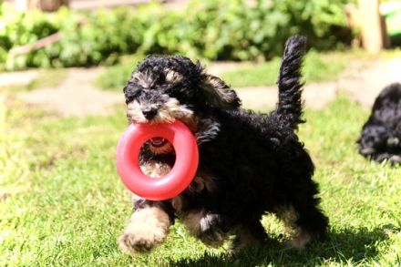 Traumhafte Zwergpudelwelpen in wunderschönen, seltenen