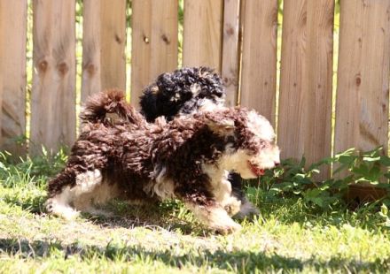 Traumhafte Zwergpudelwelpen in wunderschönen, seltenen