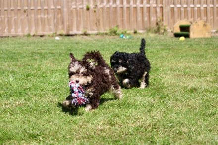 Traumhafte Zwergpudelwelpen in wunderschönen, seltenen