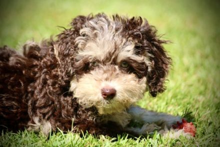 Traumhafte Zwergpudelwelpen in wunderschönen, seltenen