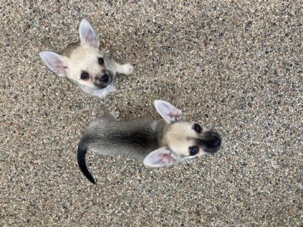 Dürfen wir uns vorstellen: Luna & Lupo. Das Licht der