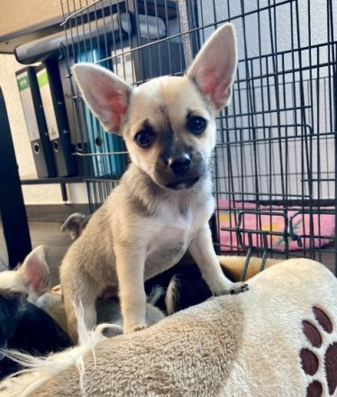 Dürfen wir uns vorstellen: Luna & Lupo. Das Licht der