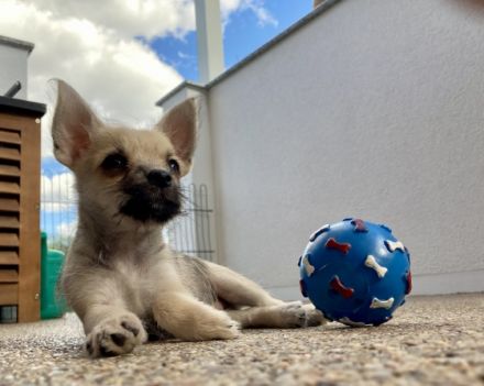 Dürfen wir uns vorstellen: Luna & Lupo. Das Licht der