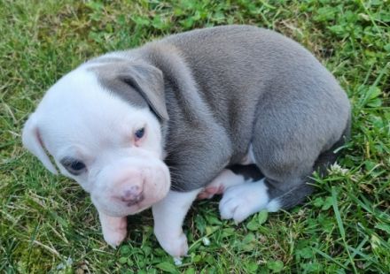 4 suchen noch ein Zuhause ! Unsere Maus brachte am 25