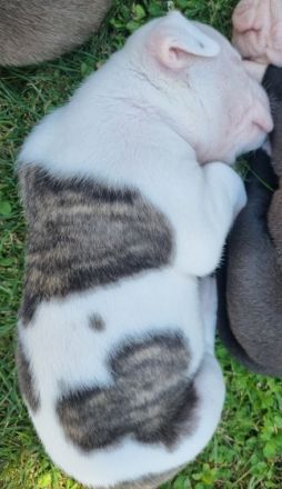 4 suchen noch ein Zuhause ! Unsere Maus brachte am 25