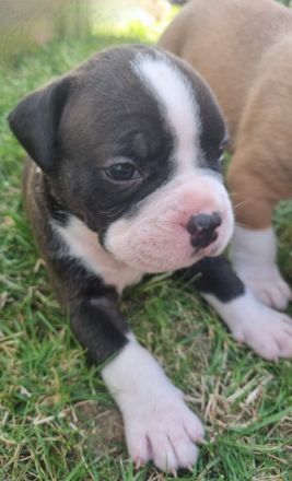 4 suchen noch ein Zuhause ! Unsere Maus brachte am 25