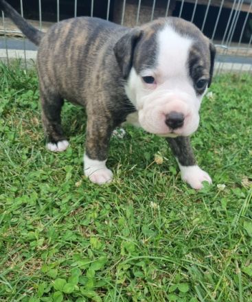 4 suchen noch ein Zuhause ! Unsere Maus brachte am 25