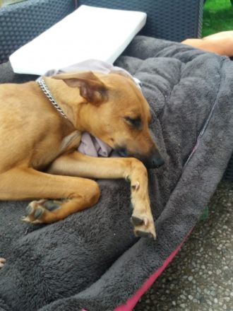 Maja Xolo-Standard Windhund, Xoloitzcuintle