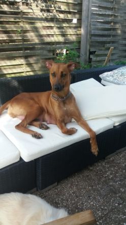 Maja Xolo-Standard Windhund, Xoloitzcuintle