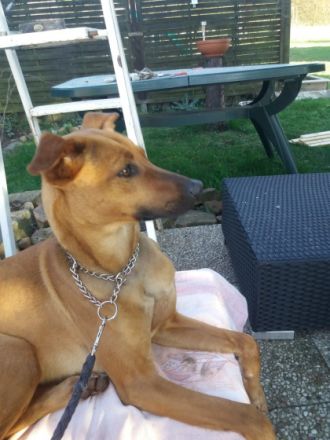 Maja Xolo-Standard Windhund, Xoloitzcuintle