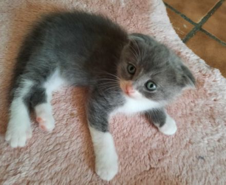 Kitten suchen liebevolles, verantwortungsbewusstes