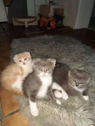 Kitten suchen liebevolles, verantwortungsbewusstes