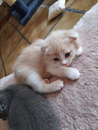 Kitten suchen liebevolles, verantwortungsbewusstes