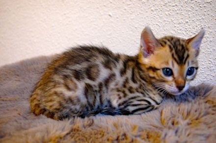 Wir haben süße und verspielte Kitten für Liebhaber. Am