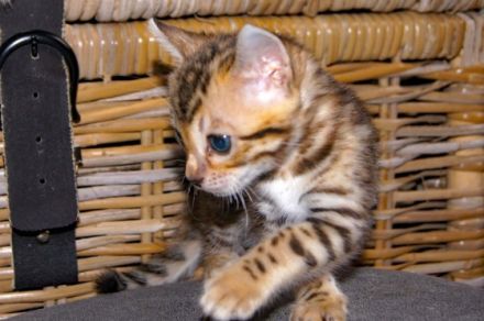 Wir haben süße und verspielte Kitten für Liebhaber. Am