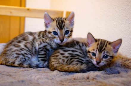 Wir haben süße und verspielte Kitten für Liebhaber. Am