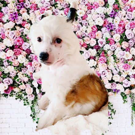 Liebevoll in der Familie aufgezogene Chinese Crested