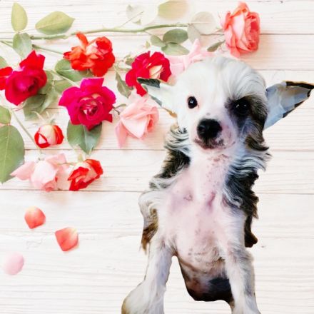 Liebevoll in der Familie aufgezogene Chinese Crested