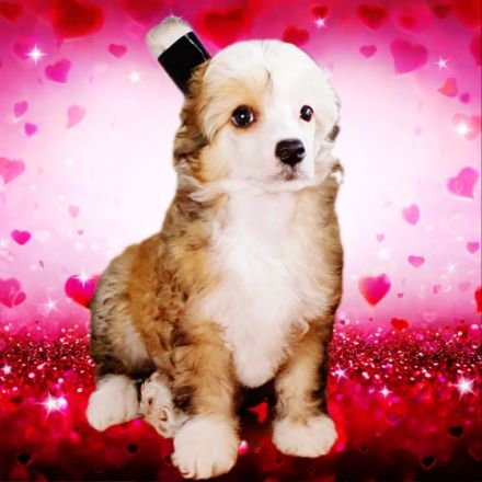 Liebevoll in der Familie aufgezogene Chinese Crested