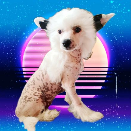 Liebevoll in der Familie aufgezogene Chinese Crested