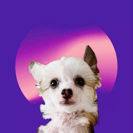 Liebevoll in der Familie aufgezogene Chinese Crested