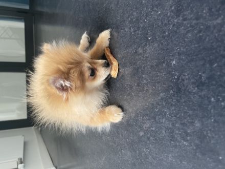 Zwergspitz (Pomeranian) Welpe Der kleine sucht ein