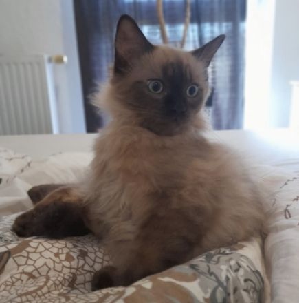 Wir sind eine kleine Vereinszucht im schönen Siegerland