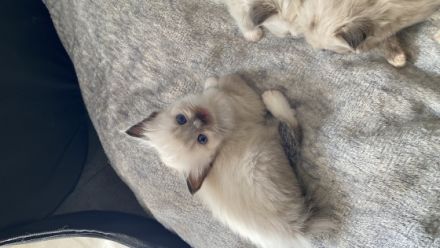 Wir sind eine kleine Vereinszucht im schönen Siegerland