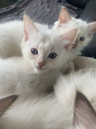 Wir sind eine kleine Vereinszucht im schönen Siegerland