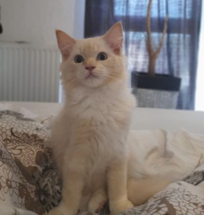 Wir sind eine kleine Vereinszucht im schönen Siegerland