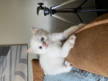 Wir sind eine kleine Vereinszucht im schönen Siegerland