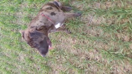 Hallo Unsere Mia hat am 15.05.2022 8 kleine knuffige